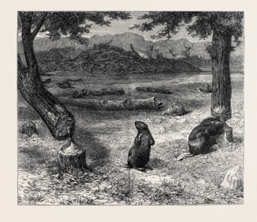 BEAVERS CUTTING DOWN TREES