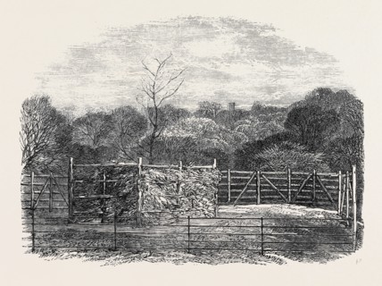 "THE PRINCE CONSORT'S OAK," PLANTED BY HER MAJESTY IN THE FLEMISH FARM, NEAR WINDSOR, AS A MEMORIAL