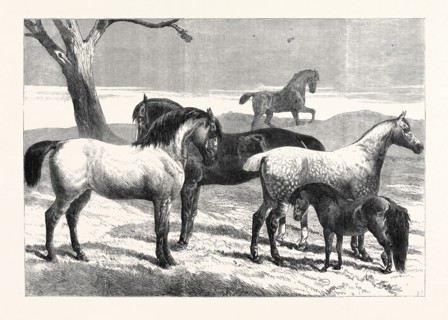 PRIZE HORSES AT THE HORSE SHOW IN THE AGRICULTURAL HALL, ISLINGTON, UK, 1866