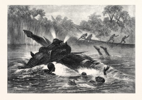 CANOE DESTROYED BY A HIPPOPOTAMUS ON THE RIVER ZAMBESI, SOUTH AFRICA, 1866