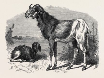 LONG-EARED AFRICAN SHEEP IN THE ZOOLOGICAL SOCIETY'S GARDENS, REGENT'S PARK, 1866
