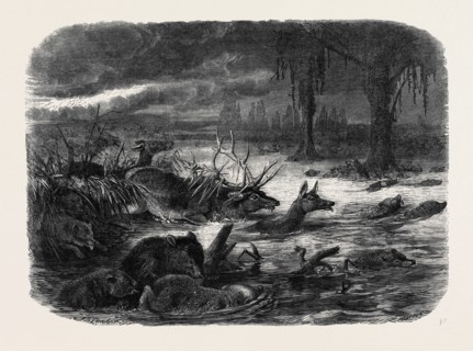 ANIMALS TAKING REFUGE FROM A PRAIRIE FIRE