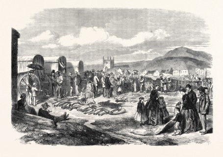 IVORY AND SKINS FOR SALE IN THE GRAHAMSTOWN MARKET, CAPE COLONY, 1866