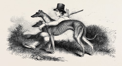 COURSING, GREYHOUNDS.