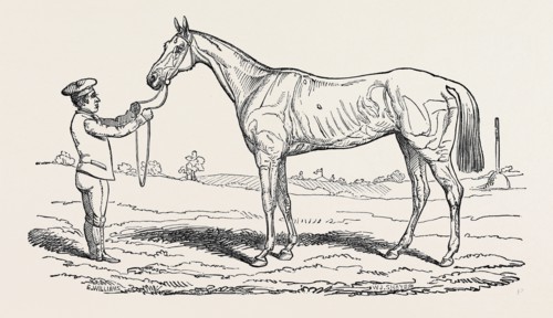 "THE PRINCESS," WINNER OF "THE OAKS."