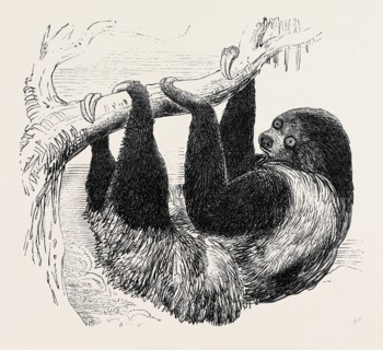 SLOTH AT THE ZOOLOGICAL GARDENS, REGENT'S PARK