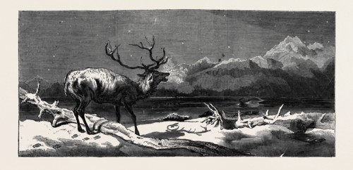 "COMING EVENTS CAST THEIR SHADOWS BEFORE THEM." PAINTED BY E. LANDSEER, R.A.