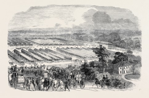 THE CATTLE SHOW, PORTSWOOD.