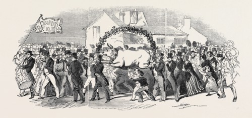PROCESSION OF THE OX, AT BUCKINGHAM