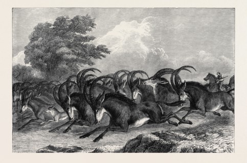 WILD LIFE