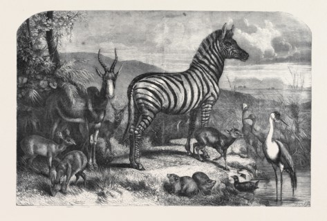 GROUP OF ANIMALS LATELY RECEIVED AT THE GARDENS OF THE ZOOLOGICAL SOCIETY, REGENT'S PARK; STEINBOK,