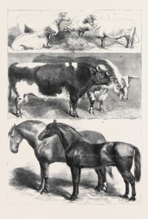 PRIZE ANIMALS AT THE ROYAL AGRICULTURAL SOCIETY'S SHOW AT LEEDS, JULY 27, 1861