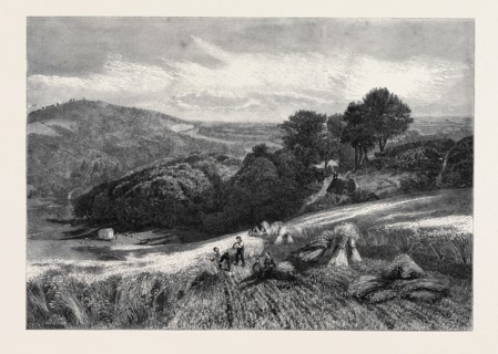 "A SURREY CORNFIELD," FROM THE EXHIBITION OF THE SOCIETY OF BRITISH ARTISTS