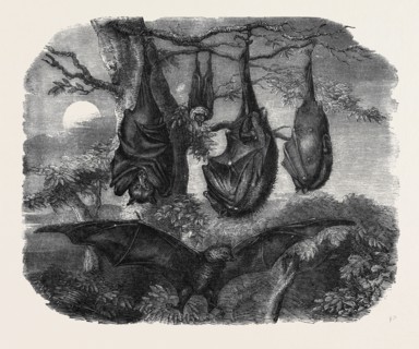 FLYING FOXES RECENTLY ADDED TO THE ZOOLOGICAL SOCIETY'S GARDENS, REGENT'S PARK