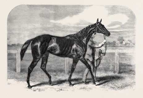 CALLER OU, THE WINNER OF THE ST. LEGER