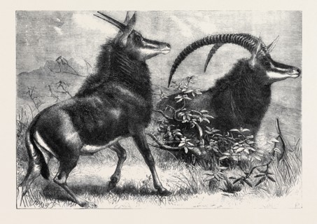 SABLE ANTELOPE FROM SOUTHERN AFRICA, RECENTLY ADDED TO THE ZOOLOGICAL SOCIETY'S GARDENS, REGENT'S