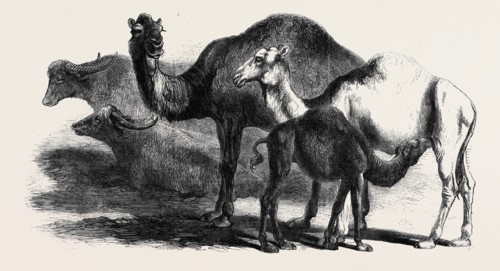 BUFFALOES AND CAMELS FROM THE ROYAL DOMAIN OF SAN BOSSORE, ANIMALS AT THE FLORENCE EXHIBITION