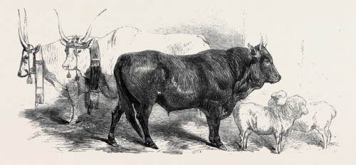 PAIR OF OXEN FROM THE ROYAL DOMAIN OF THE VAL DI CHIANA, OX OF PISAN RACE, SHEEP OF THE GINESTRE