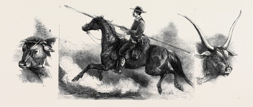 LEFT: BULL FROM PRATO, CENTRE: TUSCAN MAREMME, OR HERDSMAN, RIGHT: MOUNTAIN RACE (DARK GREY BULL),