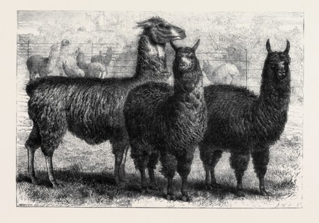 MR. LEDGER'S ALPACAS AND LLAMAS AT SOPHIENBURG, THE SEAT OF MR. ATKINSON, NEW SOUTH WALES