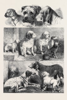 PRIZE DOGS FROM THE EXHIBITION OF SPORTING AND OTHER DOGS HELD LAST WEEK AT BIRMINGHAM, DECEMBER