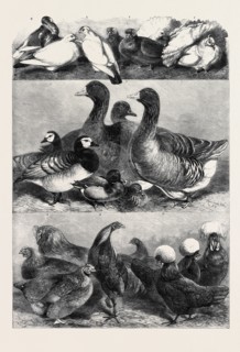 PRIZE POULTRY AND PIGEONS AT THE BIRMINGHAM EXHIBITION, DRAWN BY HARRISON WEIR