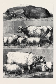 PRIZE CATTLE AT THE SMITHFIELD CLUB CATTLE SHOW, DRAWN BY HARRISON WEIR
