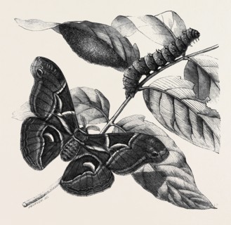 NEW SILKWORM MOTH (SATURNIA CYNTHIA), CATERPILLAR, AND COCOON