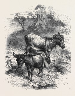 "THE POETRY OF NATURE," SELECTED AND ILLUSTRATED BY HARRISON WEIR: THE YOUNG ASS