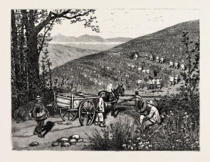 CALIFORNIA: OUR NATIONAL INDUSTRIES: GRAPE-CULTURE IN THE SONOMA VALLEY