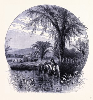 The Conway meadows, United States of America