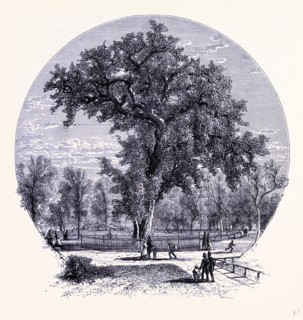 The old Olm in Boston Common, United States of America