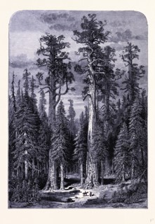 The giant trees in the Mariposa forest, United States of America