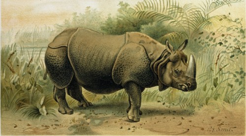 INDIAN RHINOCEROS.