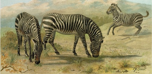 ZEBRA