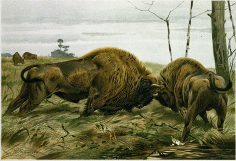 THE EUROPEAN BISON.