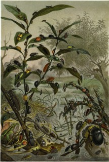 BEETLES IN A FLOOD.