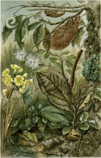 NATURE, NINETEENTH CENTURY, FLOWER, LEAVES, TREE, BEETLE