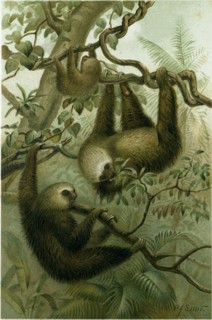 THE TWO-TOED SLOTH