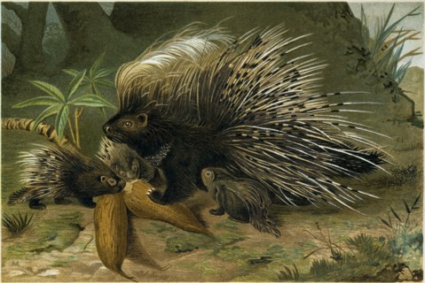 CRESTED PORCUPINE