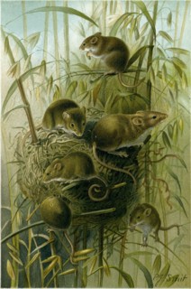 HARVEST MOUSE