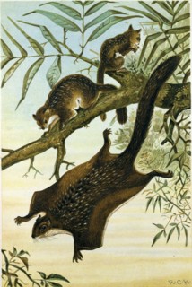 FLYING SQUIRREL