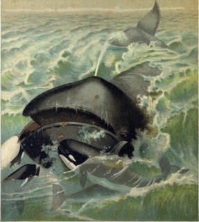 THE GREENLAND WHALE