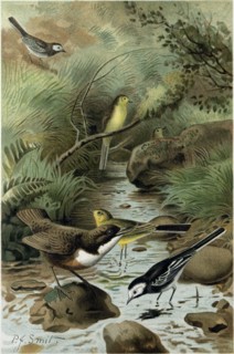 DIPPER, PIED WAGTAIL AND YELLOW WAGTAIL
