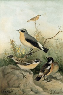 WHEATEAR, STONECHAT AND WHINCHAT