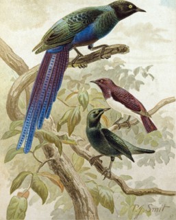 GLOSSY STARLINGS.