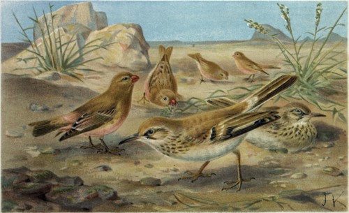 DESERT FINCH AND DESERT LARK.