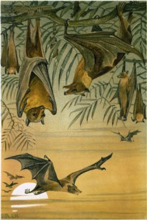 FRUIT BATS