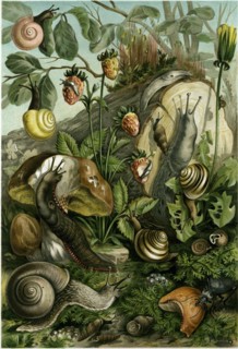 LAND MOLLUSCS, OR SNAILS AND SLUGS