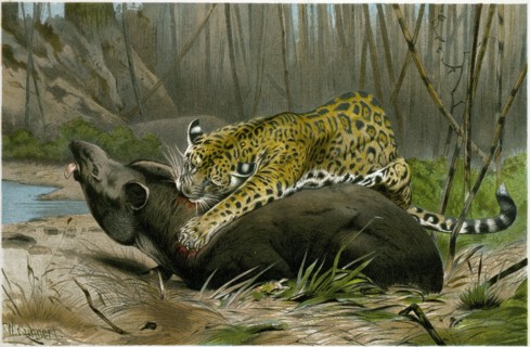 JAGUAR KILLING TAPIR